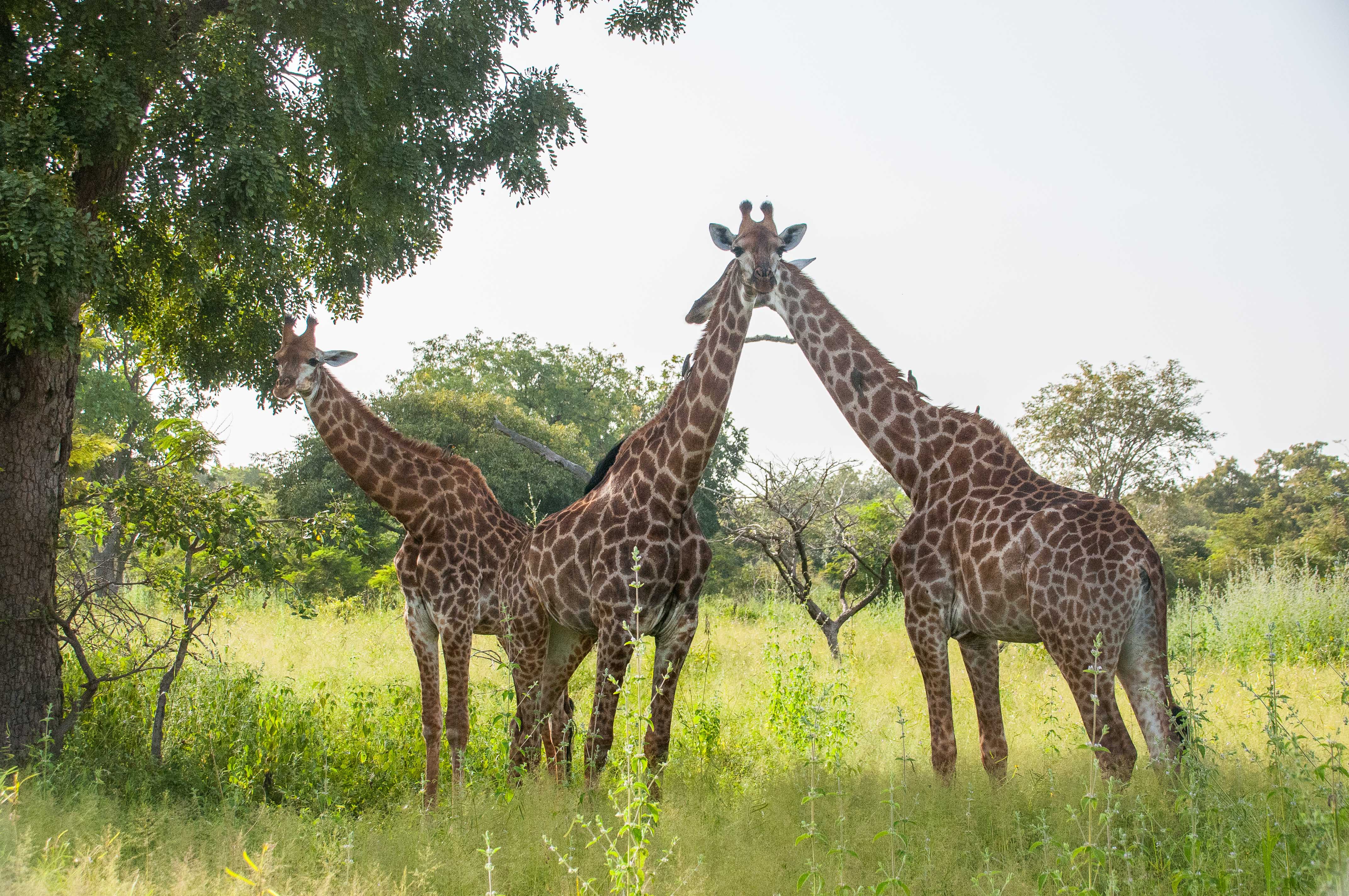 Girafes d'Afrique du Sud (Cape Giraffes, Giraffa giraffa ssp giraffa), Réserve de Fathala, Région de Fatick, Sénégal.